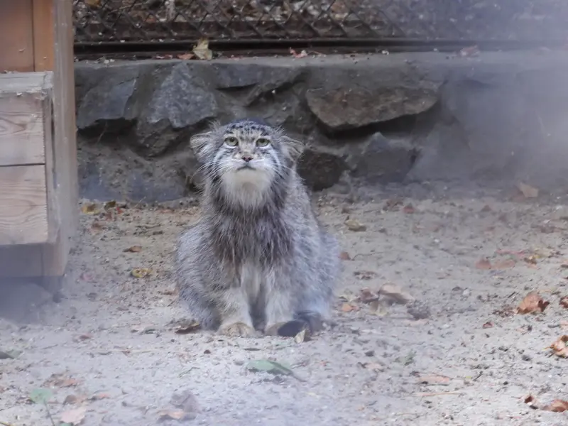 A photograph of Mia in Novosibirsk Zoo