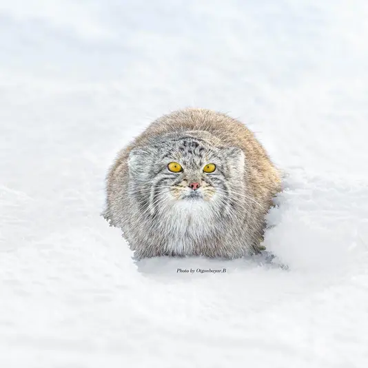 A photograph of a Pallas's cat