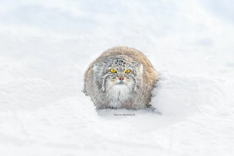 A photograph of a Pallas's cat