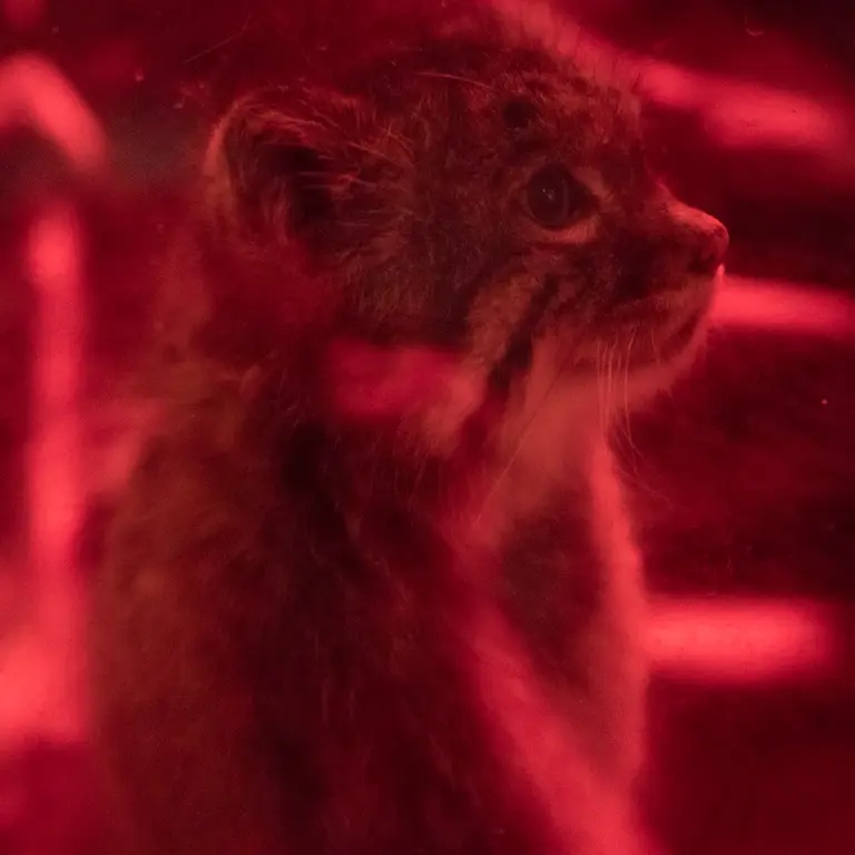 A photograph of Naim in Ueno Zoological Gardens