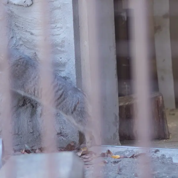 A photograph of Figa in Nogeyama Zoo