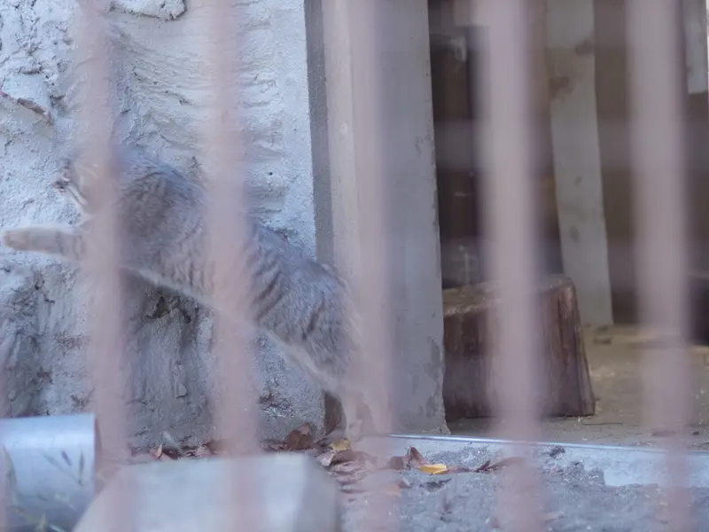 A photograph of Figa in Nogeyama Zoo