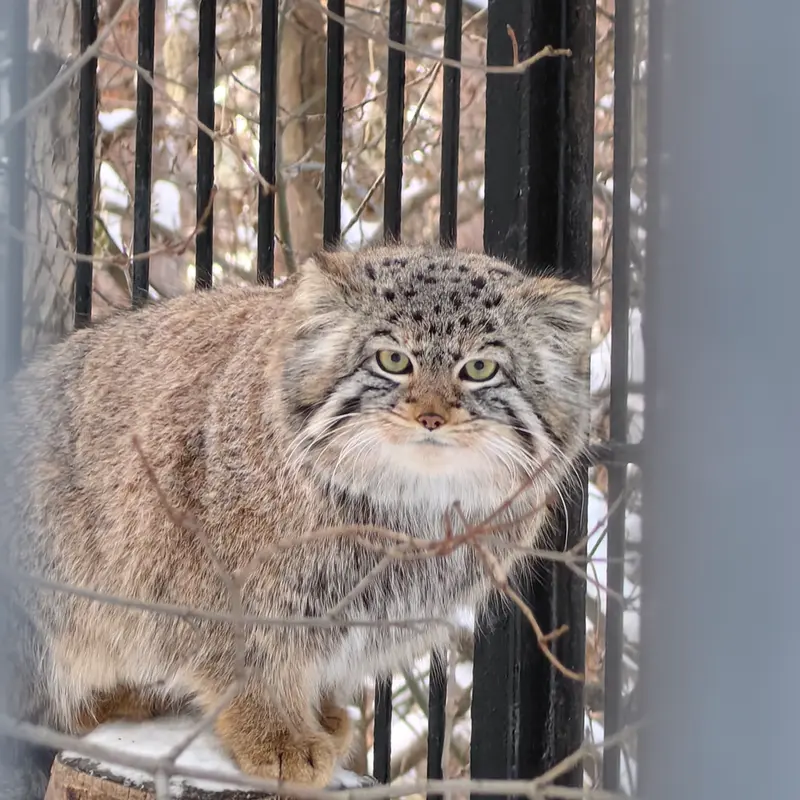 A photograph of Son of  Eve 2024 Ⅳ in Novosibirsk Zoo