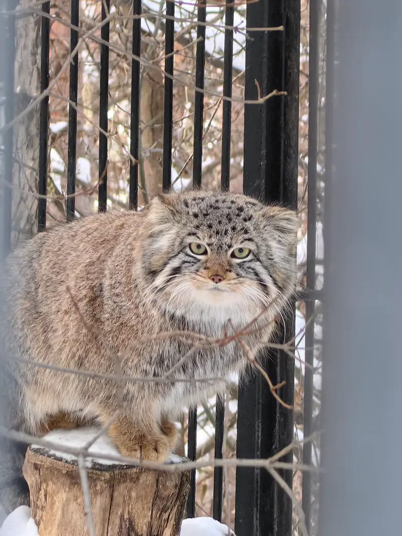 A photograph of Son of  Eve 2024 Ⅳ in Novosibirsk Zoo