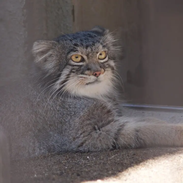 A photograph of a Pallas's cat in Nogeyama Zoo