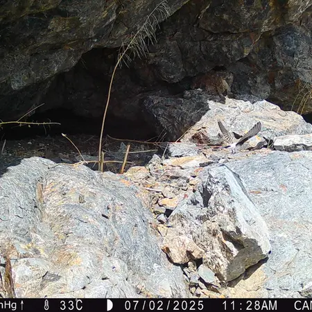 A photograph of a Pallas's cat from Zhundy 1 camera trap