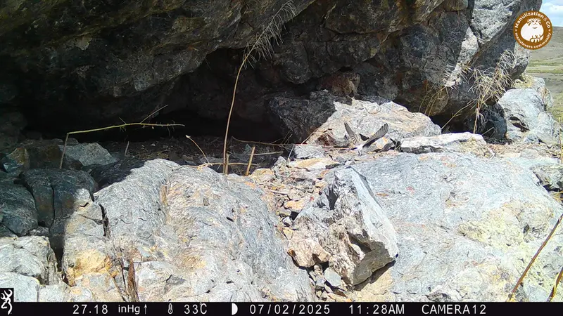 A photograph of a Pallas&#039;s cat from Zhundy 1 camera trap