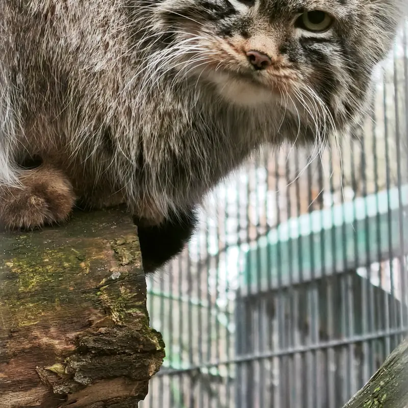 A photograph of Leon in Novosibirsk Zoo