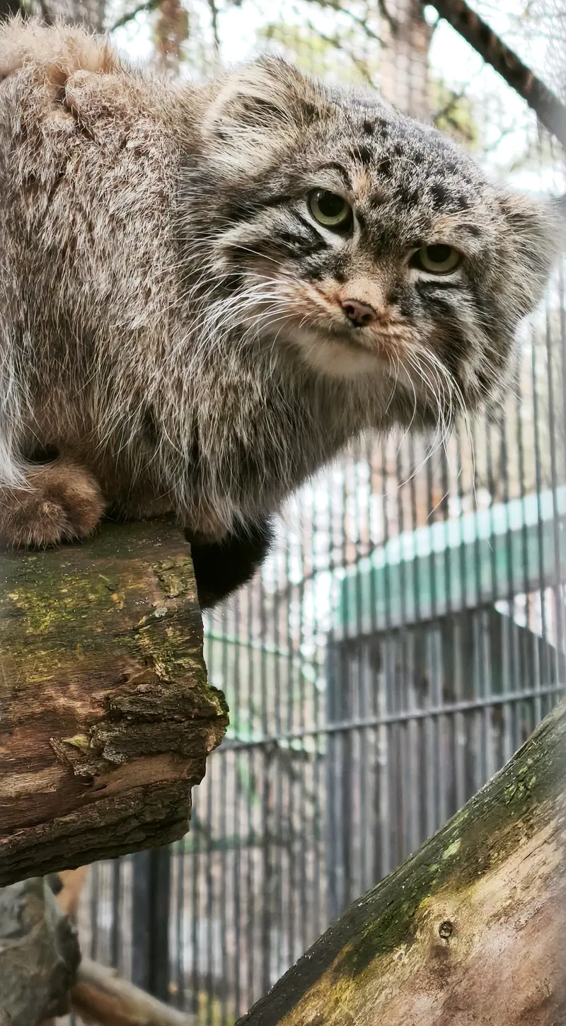 A photograph of Leon in Novosibirsk Zoo