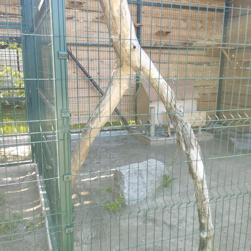 A photograph of Chip in Barnaul zoo “Lesnaya skazka”