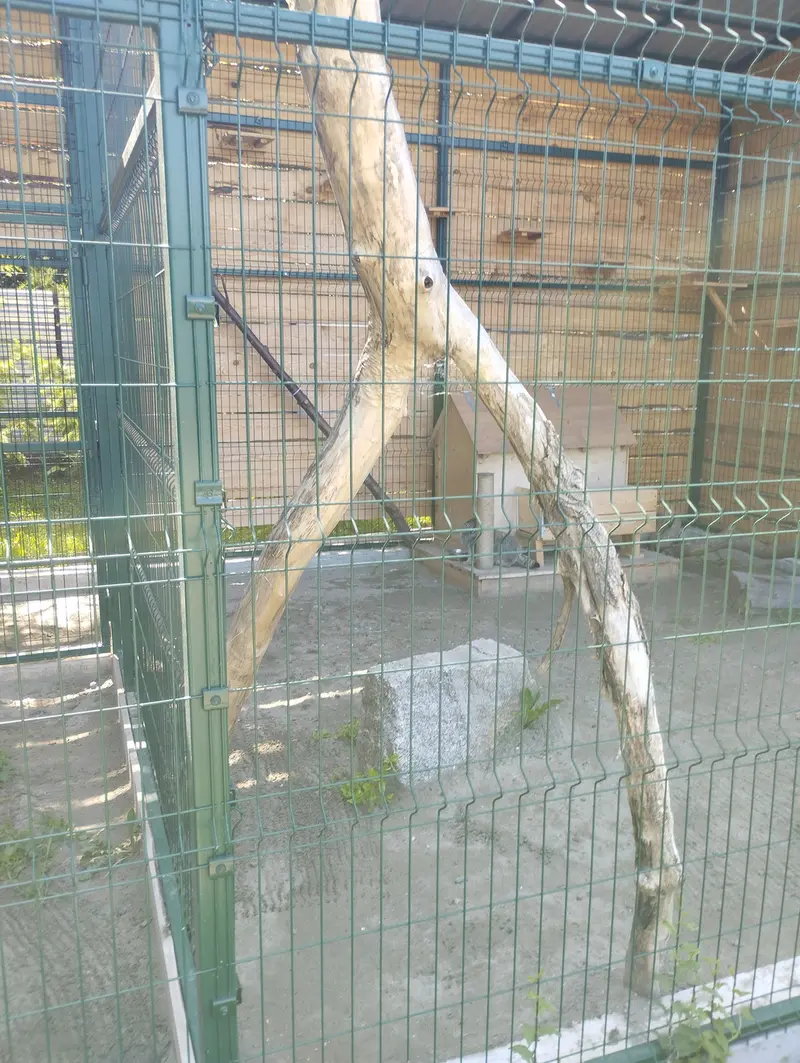 A photograph of Chip in Barnaul zoo “Lesnaya skazka”
