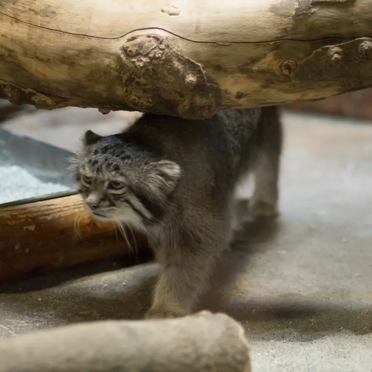 A photograph of Klyon in Ueno Zoological Gardens