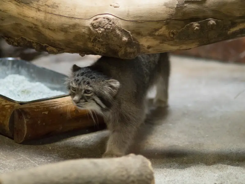 A photograph of Klyon in Ueno Zoological Gardens