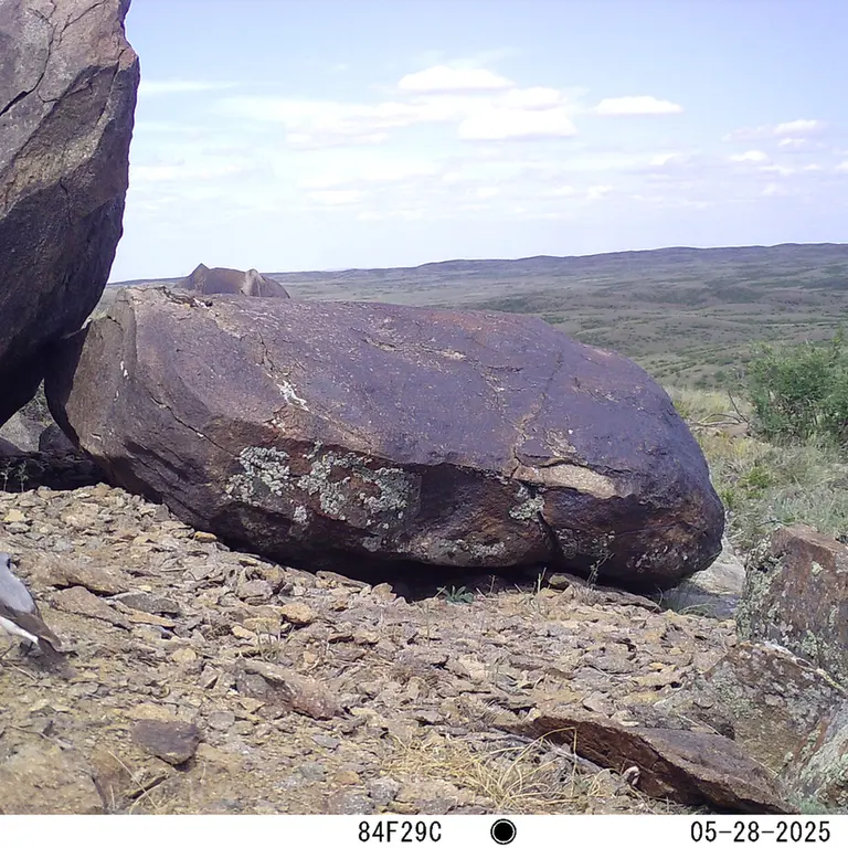 A photograph of a Pallas's cat from Koshkar [new] camera trap