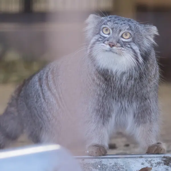 A photograph of Figa in Nogeyama Zoo