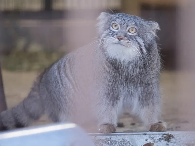 A photograph of Figa in Nogeyama Zoo