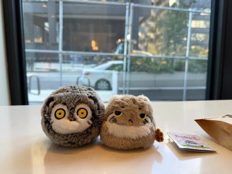 A photograph of a Pallas's cat