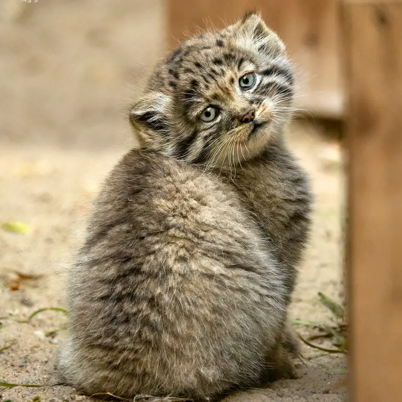 A photograph of Kitten of Lolo b.2026 Ⅰ