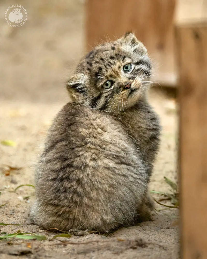 A photograph of Kitten of Lolo b.2026 Ⅰ