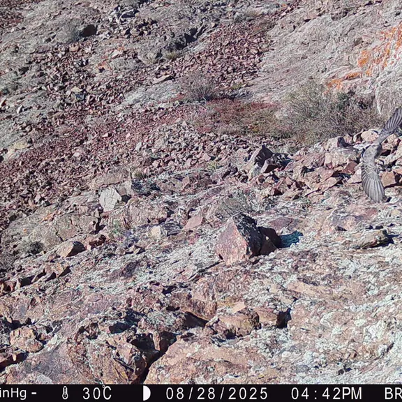 A photograph of a Pallas's cat from Janator [new] camera trap