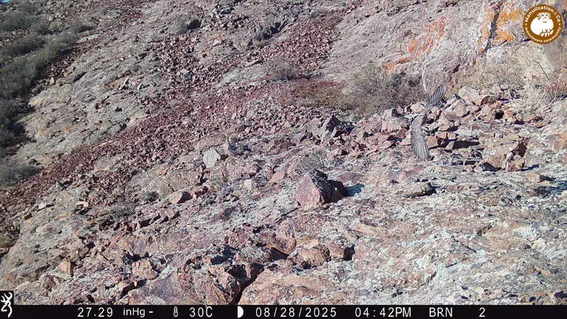 A photograph of a Pallas's cat from Janator [new] camera trap