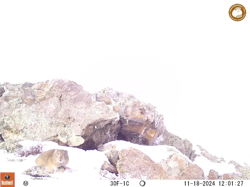 A photograph of Pika from Besshoky 1 camera trap