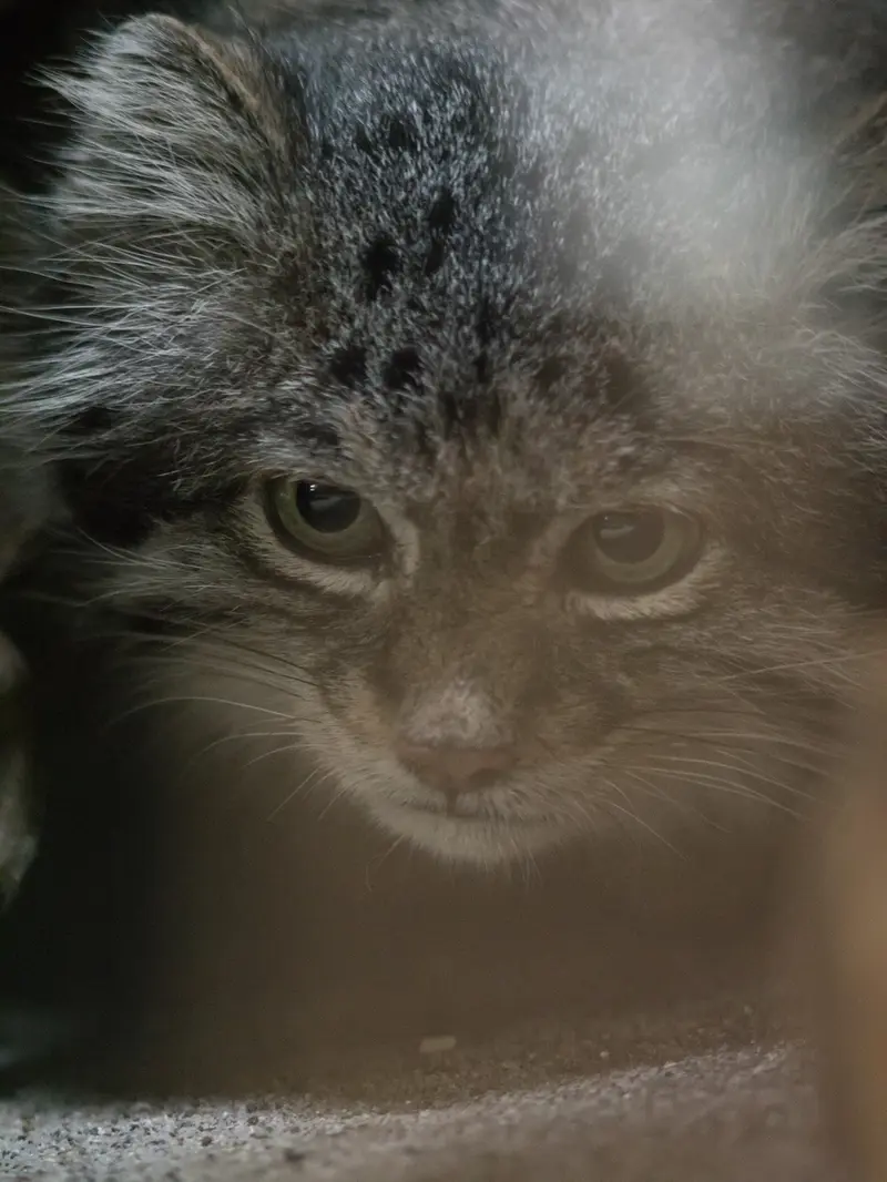 A photograph of Klyon in Ueno Zoological Gardens