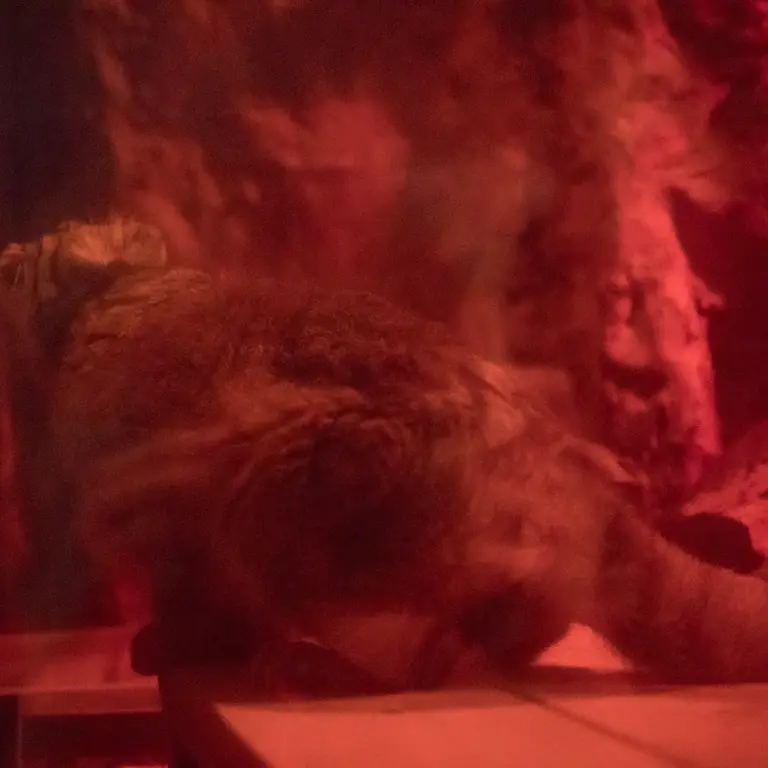 A photograph of Naim in Ueno Zoological Gardens