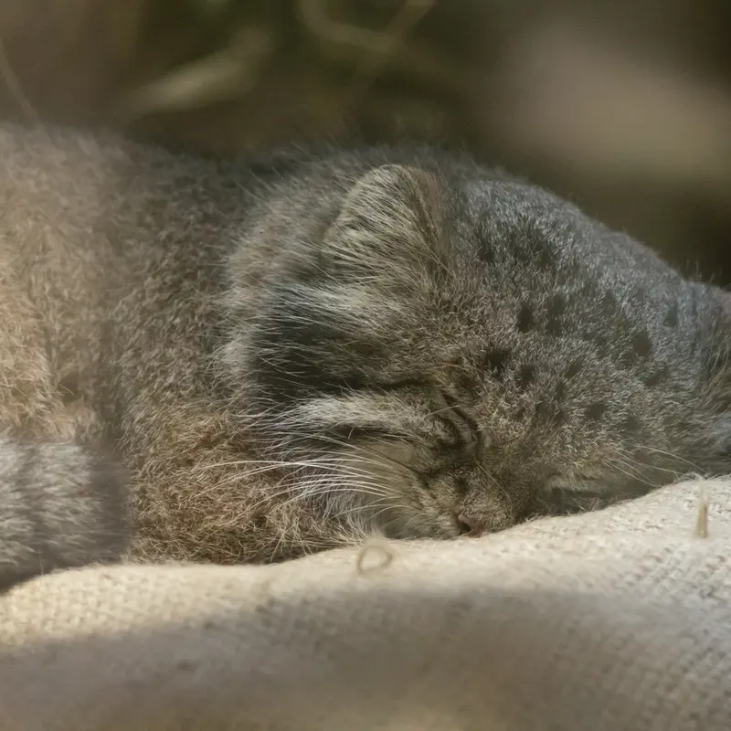 A photograph of Klyon in Ueno Zoological Gardens
