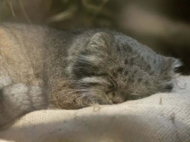 A photograph of Klyon in Ueno Zoological Gardens