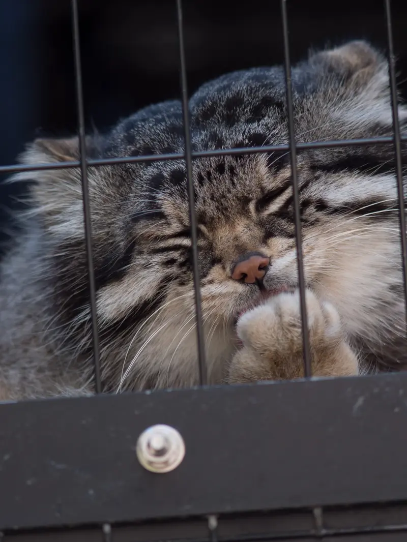A photograph of Grusha in Asahiyama Zoo