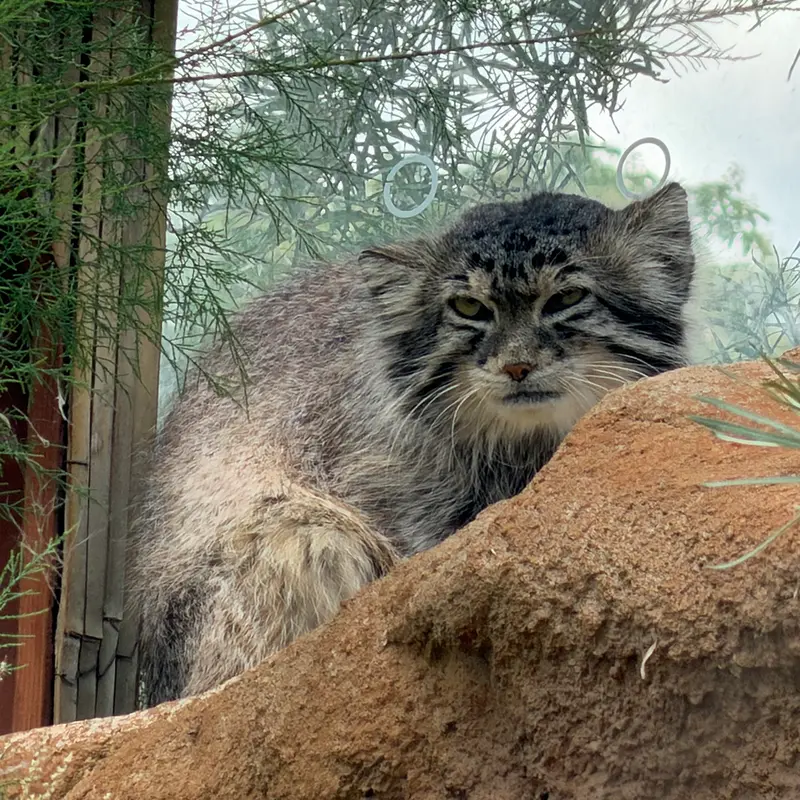 A photograph of Spay in Prague Zoo