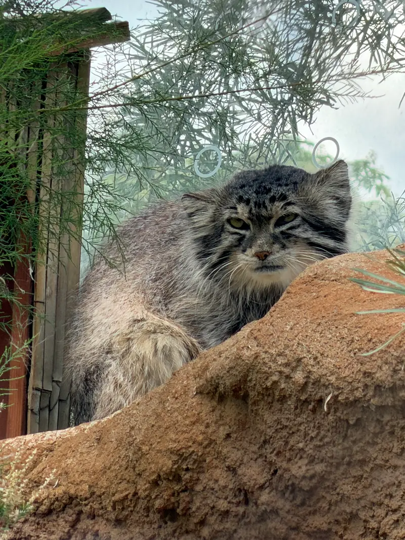 A photograph of Spay in Prague Zoo