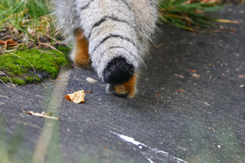 A photograph of a Pallas's cat