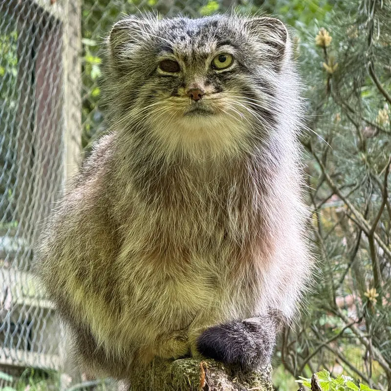 A photograph of Batu in Opel Zoo