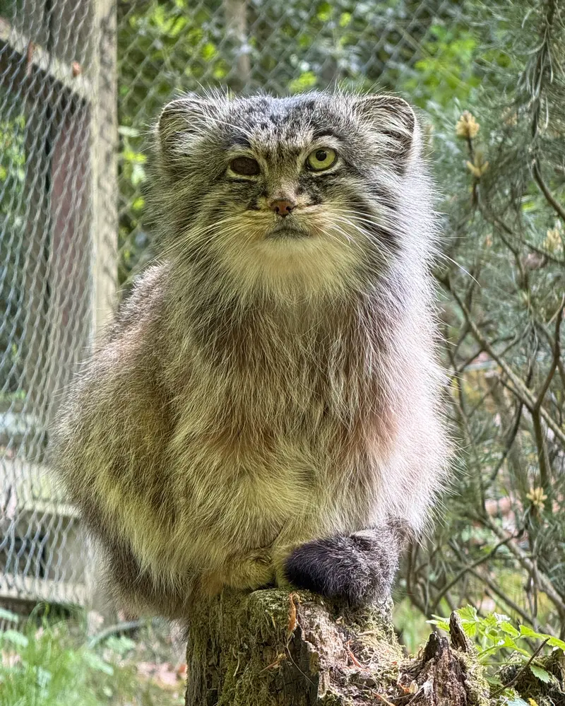 A photograph of Batu in Opel Zoo