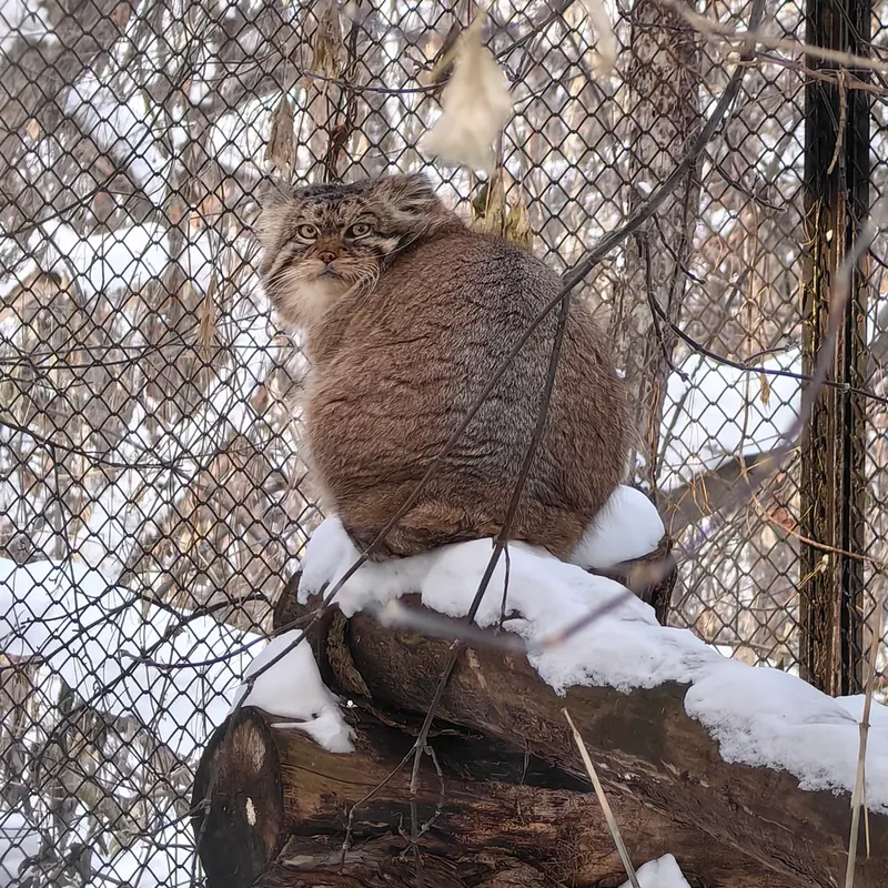 A photograph of George in Novosibirsk Zoo