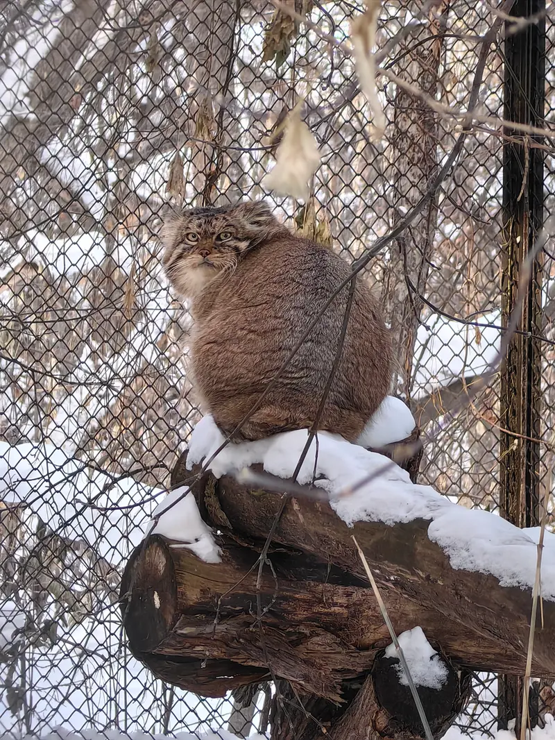 A photograph of George in Novosibirsk Zoo