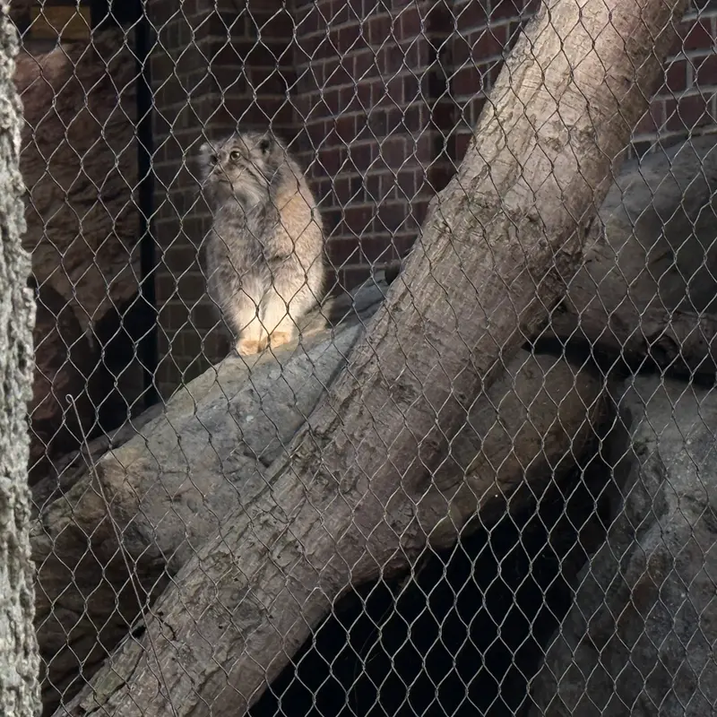 A photograph of Sarnai in Prospect Park Zoo