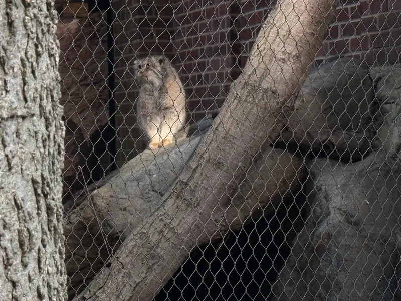 A photograph of Sarnai in Prospect Park Zoo