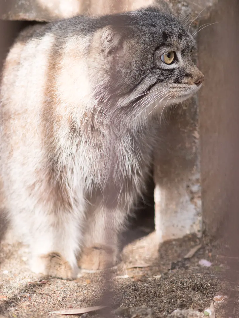 A photograph of Figa in Nogeyama Zoo