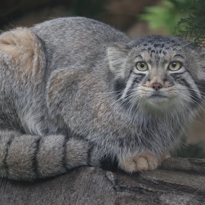 A photograph of Nagomu in Nasu Animal Kingdom