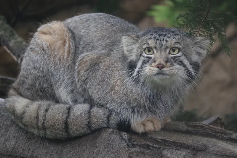 A photograph of Nagomu in Nasu Animal Kingdom