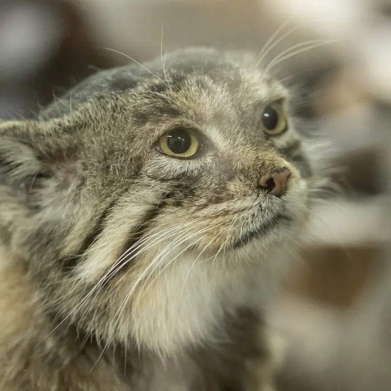 A photograph of Primula in Ueno Zoological Gardens