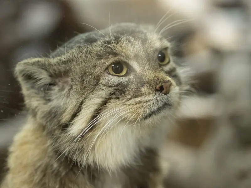 A photograph of Primula in Ueno Zoological Gardens