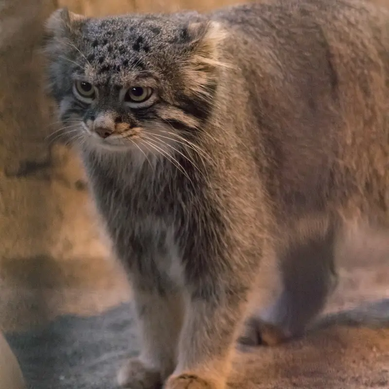 A photograph of Figa in Nogeyama Zoo