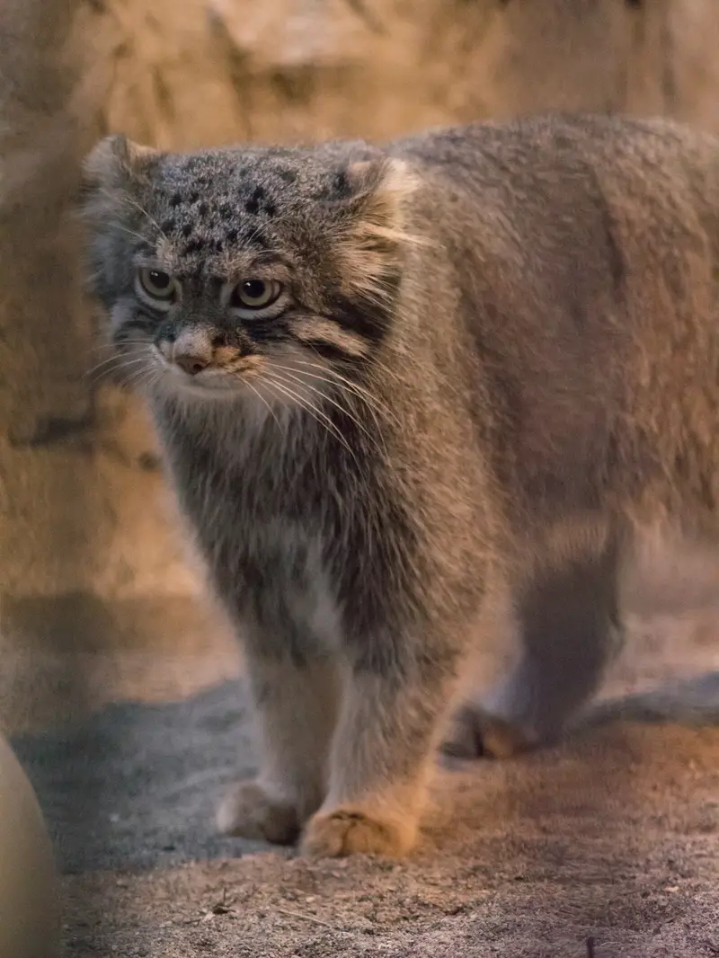 A photograph of Figa in Nogeyama Zoo