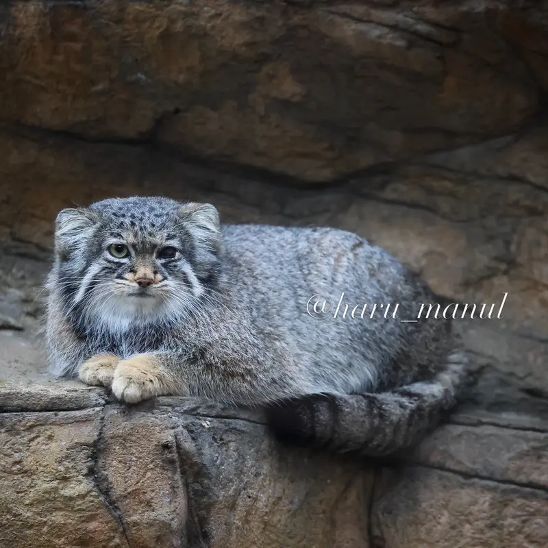 A photograph of Abrikos in Nasu Animal Kingdom