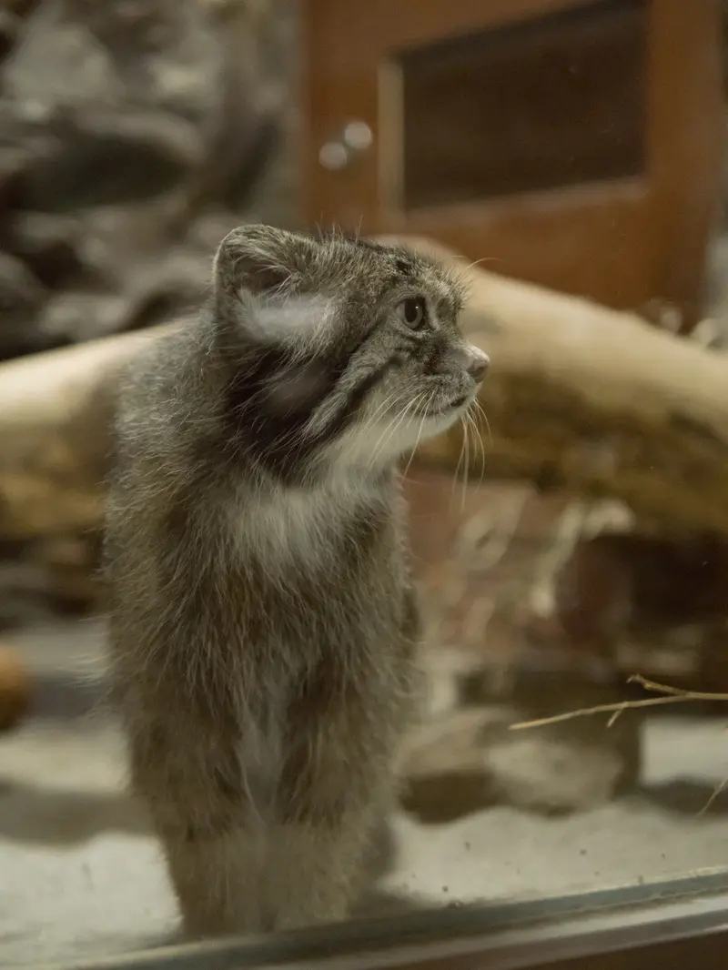A photograph of Klyon in Ueno Zoological Gardens