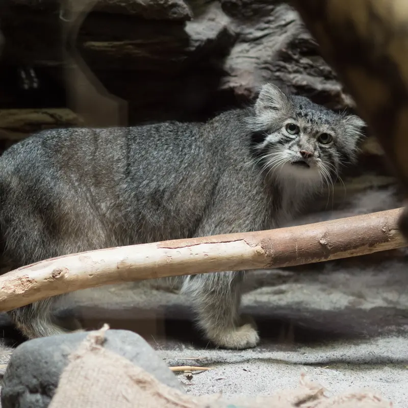 A photograph of Klyon in Ueno Zoological Gardens
